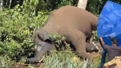 വേലിയിൽ നിന്ന് ഷോക്കേറ്റ് ആന ചരിഞ്ഞു; പോസ്റ്റ്മോർട്ടം ഇന്ന്, വിശദ അന്വേഷണത്തിന് വനംവകുപ്പ്