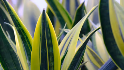 ചെടികൾ നട്ടുവളർത്തുമ്പോൾ ഈ 6 തെറ്റുകൾ ഒഴിവാക്കണേ