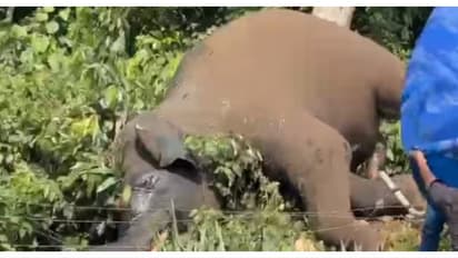 കോന്നിയിൽ കാട്ടാന ചെരിഞ്ഞ സംഭവം; കൈതത്തോട്ടം ഉടമക്കെതിരെ കേസെടുത്ത് വനംവകുപ്പ്; പോസ്റ്റ്മോർട്ടം റിപ്പോർട്ട്