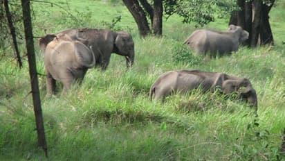 നിഴൽ വെട്ടം കണ്ടാൽ മതി, വിവരമെത്തും; വനാതിര്ത്തികളില് വന്യജീവി സാന്നിദ്ധ്യമറിയാന് ഏര്ലി വാര്ണിങ് സിസ്റ്റം