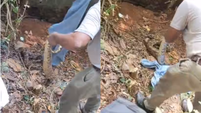 കുടുംബാരോഗ്യ കേന്ദ്രത്തിന്റെ പിന്നിൽ അസാധാരണ അനക്കം, കണ്ടെത്തിയത് വമ്പൻ മലമ്പാമ്പ്, വലയിലാക്കിയത് 4 മണിക്കൂറിൽ