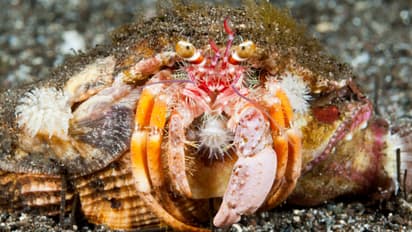 ഹോട്ടലിലെത്തിയ യുവാക്കളുടെ കയ്യിൽ ആറ് സ്യൂട്ട് കേസുകൾ, അസാധാരണ ശബ്ദം, പിടികൂടിയത് 160കിലോ സന്യാസി ഞണ്ട്