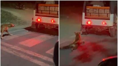 ഓട്ടോറിക്ഷയിൽ നായയെ കെട്ടിവലിക്കുന്ന വീഡിയോ പുറത്ത്, താൻ അറിഞ്ഞില്ലെന്ന് ഉടമ; പ്രതിഷേധവുമായി മൃഗസ്നേഹികൾ