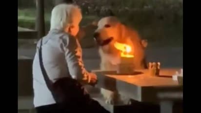 കണ്ടവരുടെ കണ്ടവരുടെ മനസ് കീഴടക്കിയ വീഡിയോ; പാര്ക്കില് കേക്ക് മുറി, നായയുടെ പിറന്നാള് ആഘോഷിച്ച് മുത്തശ്ശിയും