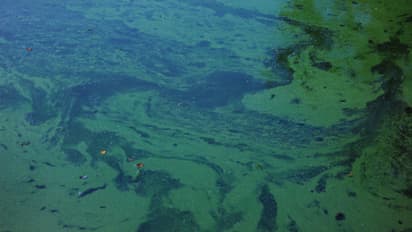 കടൽ ജീവികൾക്ക് മരണക്കെണിയൊരുക്കി വിഷ പ്ലവകങ്ങളുടെ അസാധാരണ വളർച്ച, നിറഞ്ഞത് 150 കിലോമീറ്റർ ദൂരത്ത്