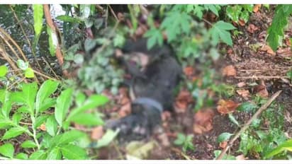 ഇന്നലെ രാത്രി 12കാരിയെ ആക്രമിച്ചു; രാവിലെ 5 പേർക്ക് കൂടി കടിയേറ്റു; തെരുവുനായ ചത്ത നിലയിൽ; ആശങ്കയിൽ ജനങ്ങള്