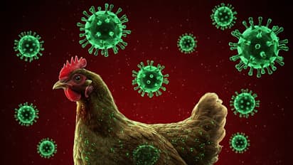 up bird flu alert zoo closed gorakhpur lucknow kanpur itawa