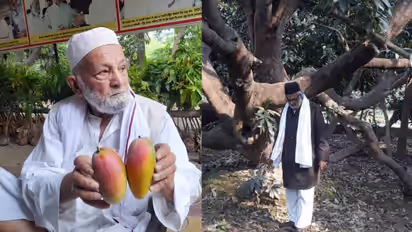 malihabad mango man kalimullah khan best mango varieties multiple varieties one tree