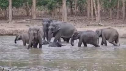 Viral Video: "ಡೋಂಟ್ ವರಿ ಕಂದ ನಾನಿದಿನಿ"..ಮರಿ ಆನೆಗಳಿಗೆ  Z+ ಭದ್ರತೆ ನೀಡಿದ ಹಿರಿಯಾನೆಗಳು!