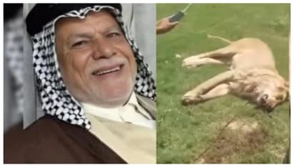 ഇണക്കമുള്ളതിനെ നോക്കി വാങ്ങി, പക്ഷേ, ദിവസങ്ങൾക്കുള്ളില്‍ സിംഹം ഉടമയെ കൊലപ്പെടുത്തി, സംഭവം ഇറാഖില്‍ 