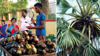 Ice Apple: వేసవిలో తాటి ముంజలను తింటున్నారా? ఈ విషయాలను ఖచ్చితంగా తెలుసుకోవాల్సిందే.. 