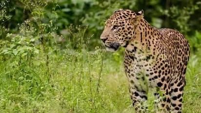 കബനിഗിരിയിലെ പുലി കുടുങ്ങുമോ? പുലി പ്രദേശം വിട്ടുപോയിട്ടില്ലെന്ന് നിഗമനം, കൂട് സ്ഥാപിച്ച് വനംവകുപ്പ്