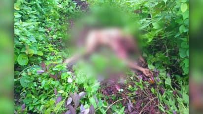 മലപ്പുറം കാളികാവിൽ പുലി കടിച്ചു കൊണ്ടുപോയ യുവാവിൻ്റെ മൃതദേഹം കണ്ടെത്തി