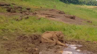പീച്ചി ഡാം റിസർവേയറിൽ കാട്ടാന പ്രസവിച്ചത് ചെളിക്കുണ്ടിൽ, കുട്ടിയാന കുടുങ്ങി
