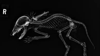  ಮಮ್ಮಿ ಸ್ಥಿತಿಯಲ್ಲಿ ಮಾನವ ಕೈಗಳನ್ನು  ಹೋಲುವ ಅಪರೂಪದ ಜೀವಿ ಪತ್ತೆ