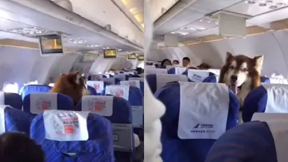 മനുഷ്യരേക്കാൾ നല്ല പെരുമാറ്റം, വിമാനത്തിൽ ഒരു അപ്രതീക്ഷിത അതിഥി, ഹൃദയം കവർന്ന് നായ