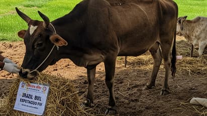 gir bull semen artificial insemination dairy farming milk production