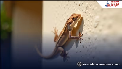 ಹಲ್ಲಿ ಬಿದ್ದ ಫುಡ್ ತಿಂದ್ರೆ ಪಾಯಿಸನ್ ಆಗುತ್ತೆ, ಅದು ಕಚ್ಚಿದ್ರೆ ಸಾಯ್ತಾರಾ?