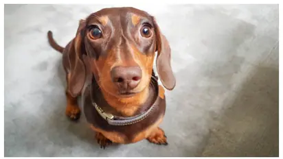 വളർത്ത് നായക്ക് ചോക്ലേറ്റ് കൊടുക്കാറുണ്ടോ? എങ്കിൽ സൂക്ഷിച്ചോളൂ