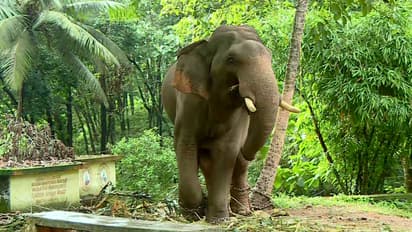 കാളികാവിലെ കടുവാ ദൗത്യത്തിനിടെ അപ്രതീക്ഷിത സംഭവം; കുംകിയാന കുഞ്ചു പാപ്പാനെ എടുത്തെറിഞ്ഞു, ഗുരുതര പരിക്ക്