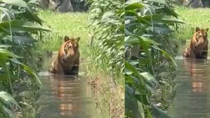 tiger spotted in pilibhit farm viral video tiger bathes in tubewell water up news
