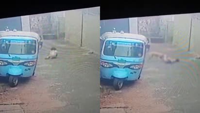 Stray dog attacks continue in Kerala: Two children injured in Kozhikode