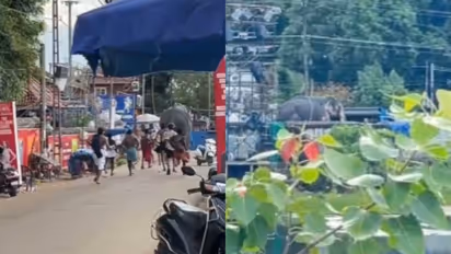 കൂടൽമാണിക്യം ഉത്സവത്തിനിടെ അമ്പാടി മഹാദേവൻ ഇടഞ്ഞോടി; പാപ്പാന്മാർ പിന്നാലെയോടി തളച്ചു