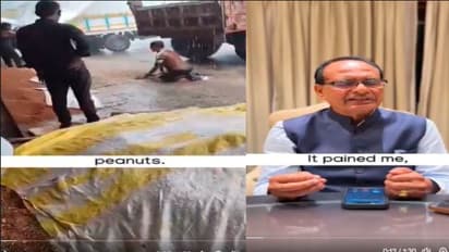 Video shows farmer's desperate bid to save peanuts amid rain, Shivraj Chouhan offers help (WATCH)
