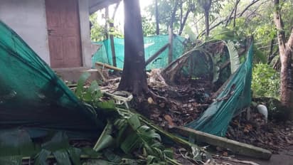 കാട്ടാനയ്ക്കെന്ത് വാഴത്തോട്ടം! ശല്യം സഹിക്കവയ്യാതെ ജനങ്ങൾ, ഓടിച്ച് വിട്ടാലും രക്ഷയില്ല