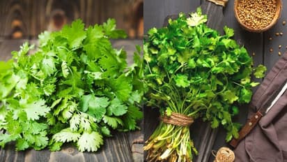 how to grow coriander in water 