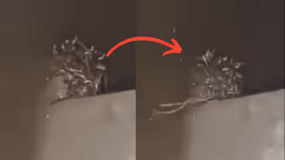 up maharajganj snakes in basement viral video snake rescue operation