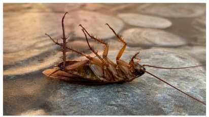 രോഗങ്ങൾ പരത്തുന്ന പാറ്റയെ തുരത്താൻ ഇതാ ചില പൊടിക്കൈകൾ 