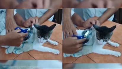 ಜೈಲಿಗೆ ಮಾದಕ ವಸ್ತುಗಳನ್ನು ಕಳ್ಳಸಾಗಣೆ ಮಾಡುತ್ತಿದ್ದ ಬೆಕ್ಕಿನ ಬಂಧನ 