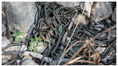 മനുഷ്യർ മാത്രമല്ല, ഇവിടെ പാമ്പുകളും ഹണിമൂൺ ആഘോഷിക്കാറുണ്ട് 