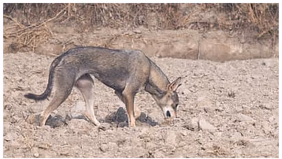 1940 -കൾക്ക് ശേഷം ആദ്യമായി ദില്ലിയില്‍  ഇന്ത്യന്‍ ഗ്രേ വൂൾഫിനെ കണ്ടെത്തി, ജനിതക പരിശോധന വേണമെന്ന് വിദഗ്ദർ