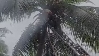 മലപ്പുറത്ത് തെങ്ങില് കയറിയ ഗൃഹനാഥന് ദേഹാസ്വാസ്ഥ്യം; ഫയർഫോഴ്സെത്തി താഴെയിറക്കിയെങ്കിലും ജീവൻ രക്ഷിക്കാനായില്ല