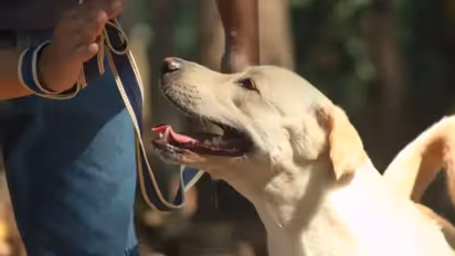 ಲ್ಯಾಬ್ರಡಾರ್‌ಗಳನ್ನು ಸಾಕುವ ಮುನ್ನ ತಿಳಿದಿರಲೇಬೇಕಾದ 5 ವಿಷಯಗಳು