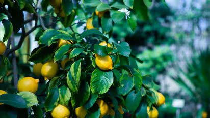 Lemon Farming: ಇದು ಬರೀ ಹಣ್ಣಲ್ಲ, ಎಟಿಎಂ! ಒಮ್ಮೆ ಬೆಳೆದರೆ ಲಕ್ಷ ಲಕ್ಷ ಸಂಪಾದಿಸಬಹುದು 