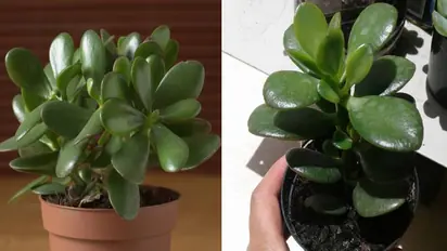 Jade Plants Tip