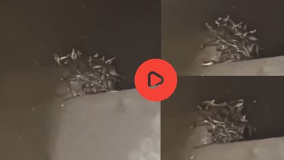 Shocking Video: ಬಾತ್ರೂಮ್ನಲ್ಲಿ 'ಬುಸ್' ಶಬ್ದ ಕೇಳಿ ಮಾಲೀಕ ಅಲರ್ಟ್, ಟಾಯ್ಲೆಟ್ ಟ್ಯಾಂಕ್ ತೆಗೆದ್ರೆ ಇತ್ತು ಹಾವಿನ ಹಿಂಡು