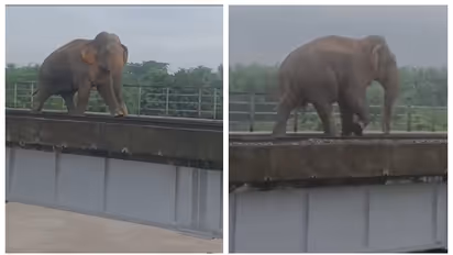 'ബലമുണ്ടോന്ന് ഞാൻ നോക്കട്ടെ'; ജിനാരി നദിക്ക് കുറുകെ പണിത പുതിയ റെയില്‍ പാലത്തിലൂടെ നടക്കുന്ന ആന, വീഡിയോ വൈറൽ