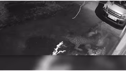 വൈകിട്ട് വീട്ടിലെ സിസിടിവി ദൃശ്യങ്ങൾ പരിശോധിച്ച വീട്ടുകാർ ഞെട്ടി, മുറ്റത്ത് കിടന്ന വളർത്തുനായയെ പുലി പിടിച്ചു