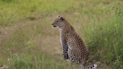 കൃഷ്ണൻ്റെ വീട്ടിൽ നാലാം തവണയും പുലി; വീട്ടുകാരുടെ മുന്നിൽ വെച്ച് വളർത്തു നായയെ പിടിച്ചു, ഭീതിയിൽ നാട്ടുകാർ