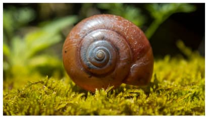 കാണാൻ മനോഹരം, കൈവെള്ളയിൽ ഒതുങ്ങാനേയുള്ളു; എന്നാൽ ഈ ജീവികൾ മനുഷ്യരെ കൊല്ലും