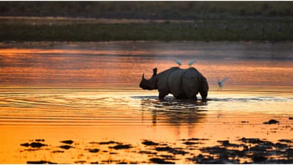 സന്ദര്‍ശകര്‍ ഒഴുകുന്നു; ഇന്ത്യയിൽ ഏറ്റവും കൂടുതൽ ആളുകളെത്തുന്ന മൂന്നാമത്തെ ദേശീയോദ്യാനമായി കാസിരംഗ 