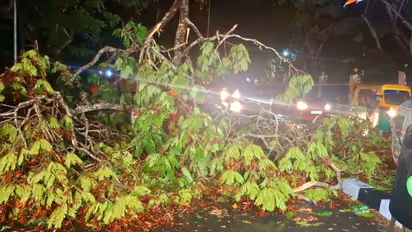 രാത്രി തുടർച്ചയായി കനത്ത മഴ; മരങ്ങൾ കടപുഴകി വീണു, വെള്ളക്കെട്ടും; ഗതാഗതം തടസ്സപ്പെട്ടു; ദുരിതത്തിൽ തലസ്ഥാനം