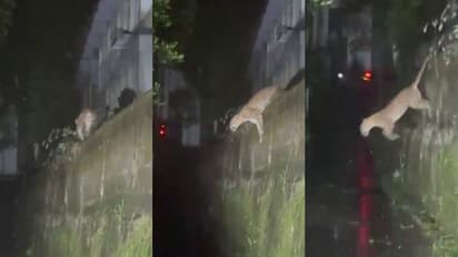 ഒരു പുലിയല്ലേ ആ പോകുന്നത്; സ്കൂളിൽ മതിലിൽ നിന്ന് ചാടി സമീപത്തെ പറമ്പിലേക്ക്, സുൽത്താൻ ബത്തേരിയിൽ വീണ്ടും പുലി