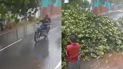 സെന്റീമീറ്റർ വ്യത്യാസത്തിൽ ജീവൻ മുറുകെപ്പിടിച്ച് യുവാക്കൾ; താനൂരിൽ ഓടുന്ന ബൈക്കിന് മുകളിലേക്ക് മരം പൊട്ടി വീണു