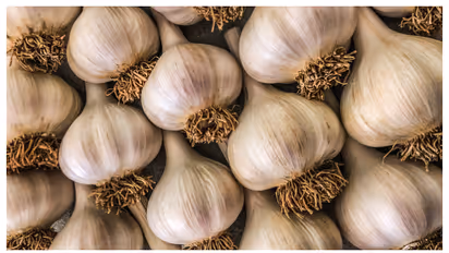 വെളുത്തുള്ളി മാസങ്ങളോളം കേടുവരാതിരിക്കാൻ ഇതാ ചില പൊടിക്കൈകൾ