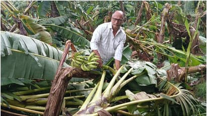 നിന്ന നിൽപ്പിൽ നിലംപൊത്തിയത് എണ്ണൂറോളം കുലച്ച ഏത്ത വാഴ, ശക്തമായ കാറ്റിലും മഴയിലും കണ്ണീരണിഞ്ഞ് കർഷകൻ